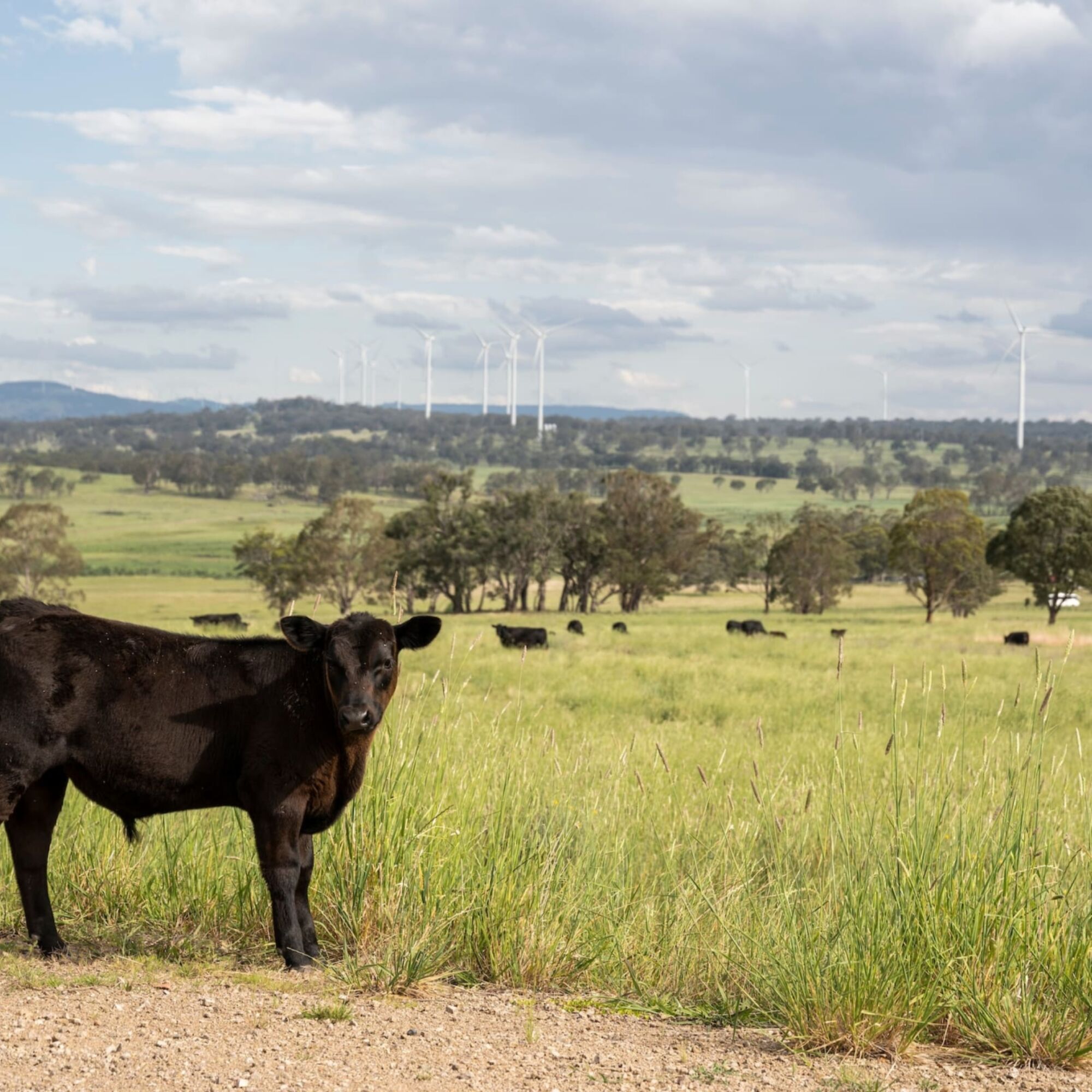 CWP Sapphire Wind Farm JOW 201113 8258