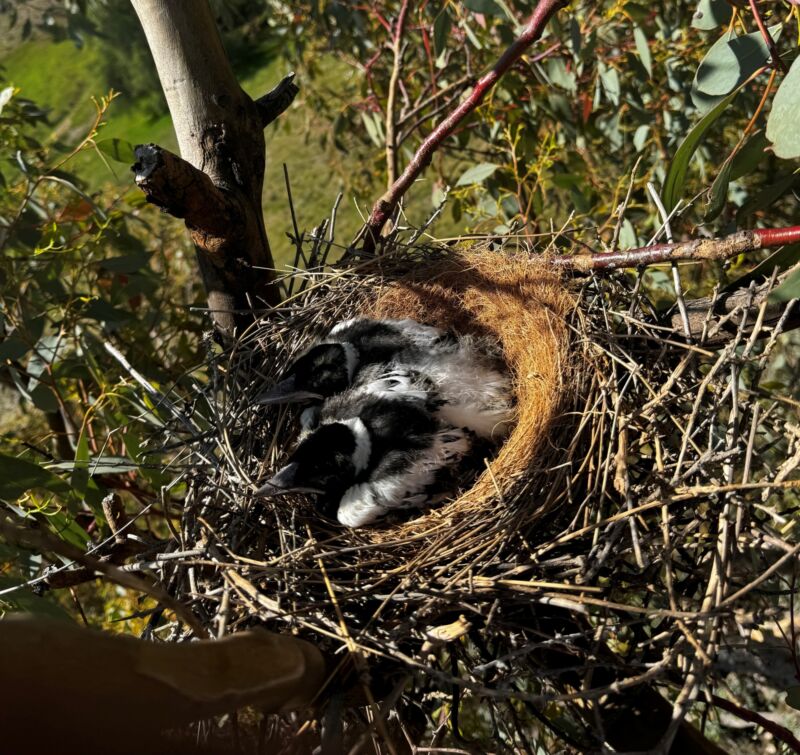 Relocated Maggie Nest