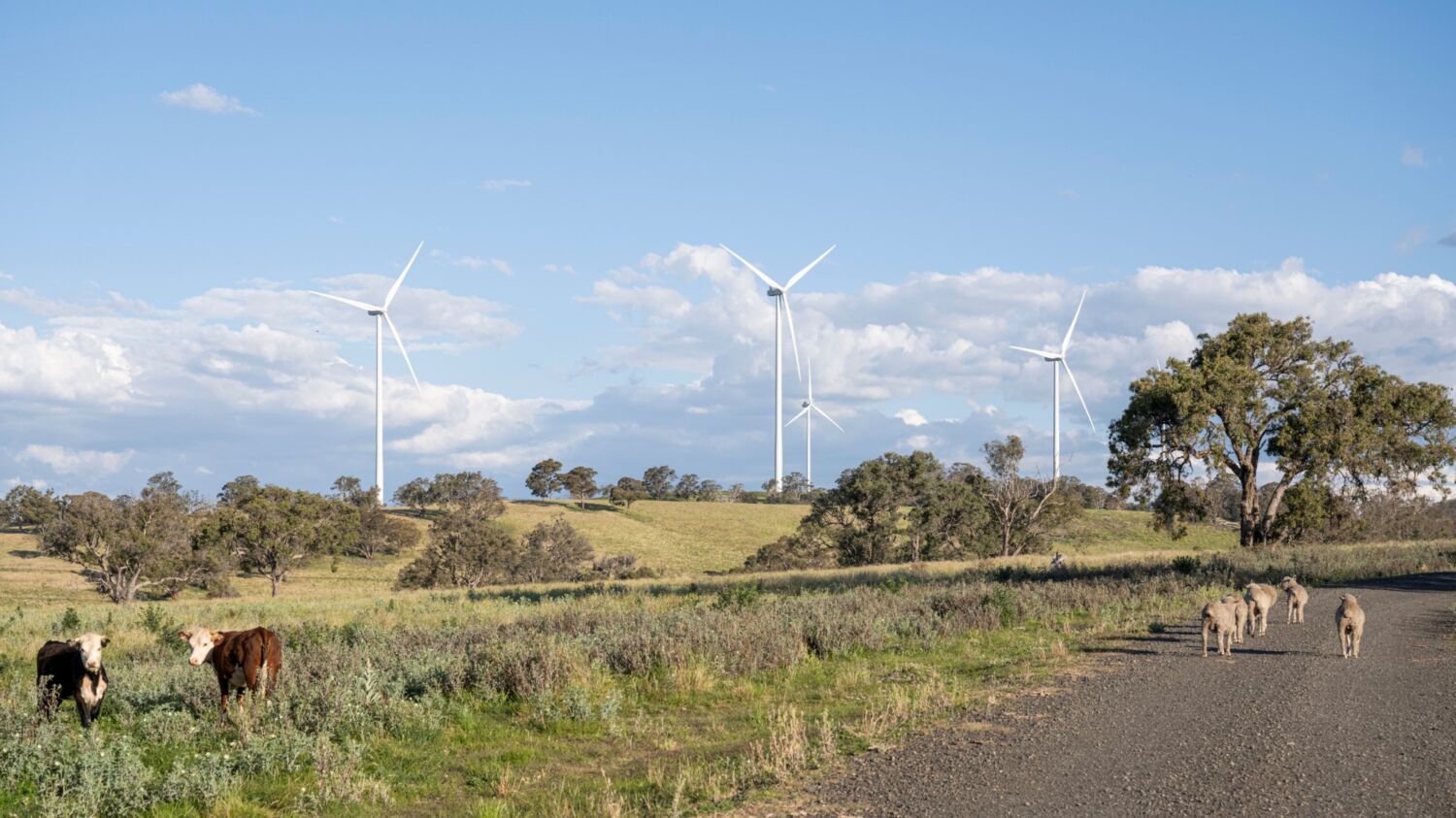 CWP Sapphire Wind Farm JOW 201111 7081