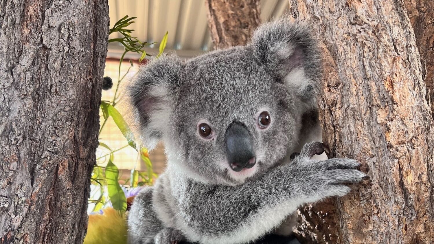 Miss Cricket Koala 2