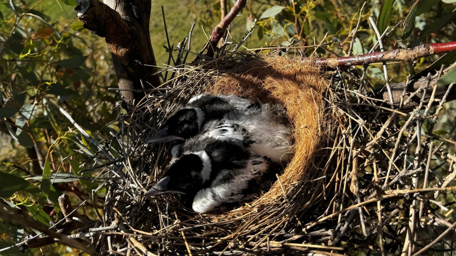 Relocated Maggie Nest