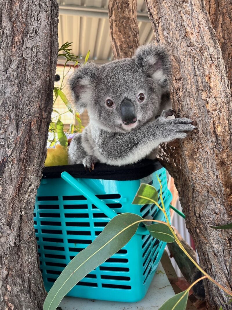 Miss Cricket Koala 2