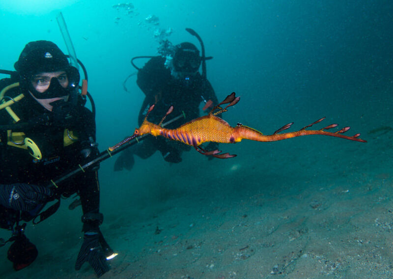 Weedy sea dragon